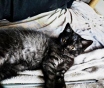 Котята скоттиш-страйт