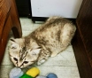 Котята скоттиш-страйт