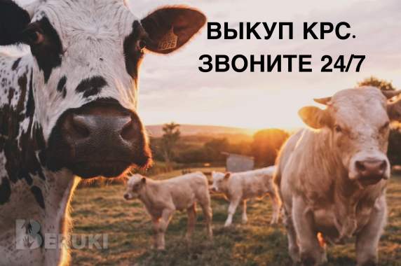 Выкуп быков, коров, лошадей в каждом регионе рб. Звоните. 3