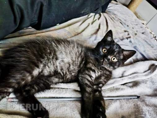Котята скоттиш-страйт 0