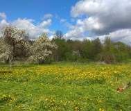 Покос травы, бурьяна, кустарника, мелких деревьев (мядельский район)