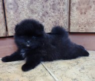 Померанский шпиц мальчик