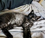 Котята скоттиш-страйт