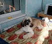 Стрижка собак