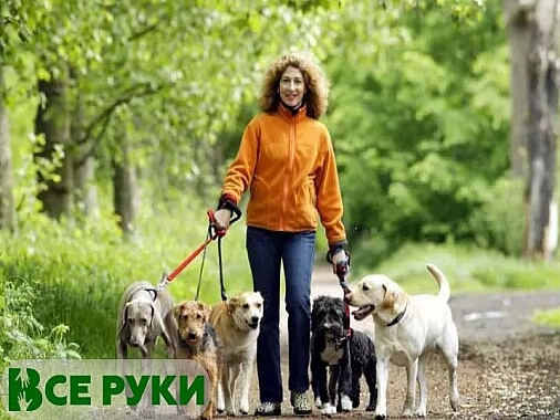 Выгул собак. Петситтер