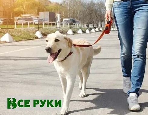 Выгул собак 0