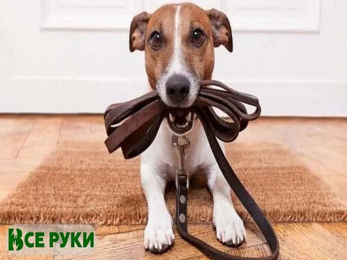 Выгул собак 1