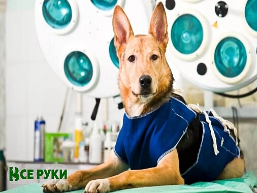 Кастрация стерилизация