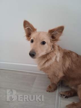 Приветливый и милый мальчик в добрые руки. 0