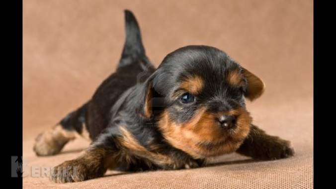 Йоркширский терьер