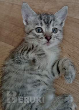 Котенок ищет дом или передержку 0