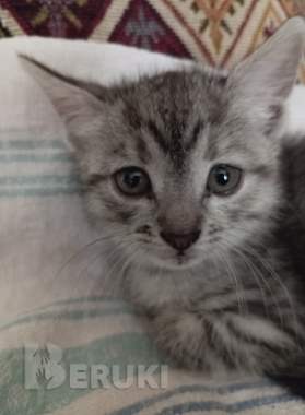 Котенок ищет дом или передержку 1