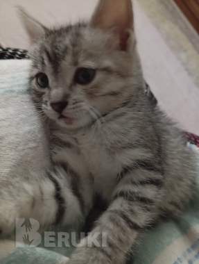 Котенок ищет дом или передержку 2