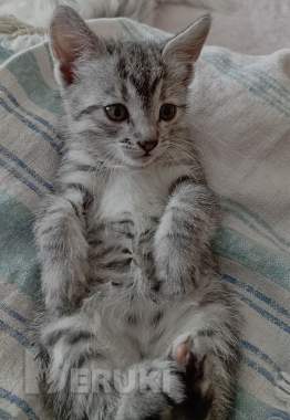 Котенок ищет дом или передержку 3