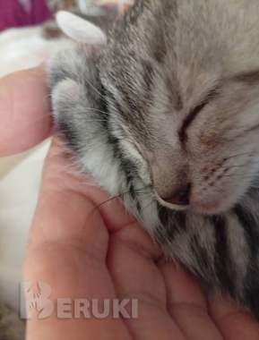 Котенок ищет дом или передержку 4