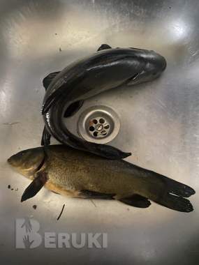 Продам дом на берегу реки в г. Поставы 5