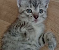 Котенок ищет дом или передержку