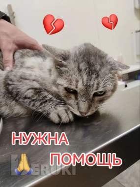 Пожалуйста, помогите нам 0