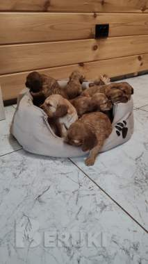 Щенки английский кокел спаниель