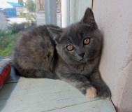 Котята