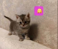 Продам котят
