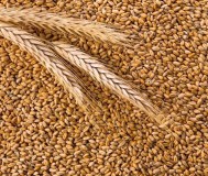 Продам семена пшеницы мягкой озимой сорта «тобак»