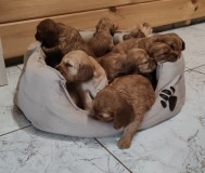 Щенки английский кокел спаниель
