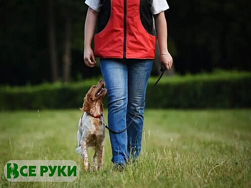 Профессиональная дрессировка собак в Минске 0