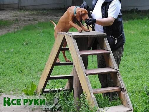 Профессиональная дрессировка собак в Минске 1