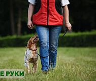 Профессиональная дрессировка собак в Минске