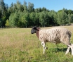 Продам барана Дорпер, возрост 1 год. Есть ярки 50%