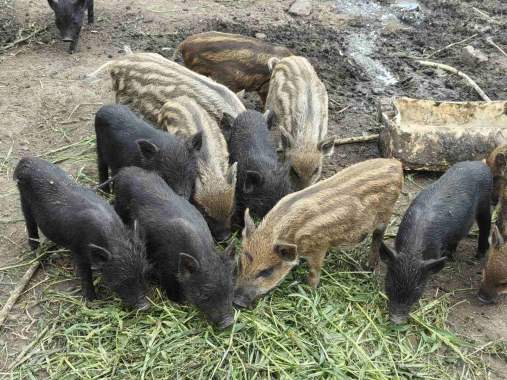 Продам, поросята вакцинированные 0