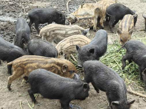 Продам, поросята вакцинированные 1