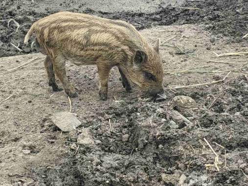 Продам, поросята вакцинированные 2