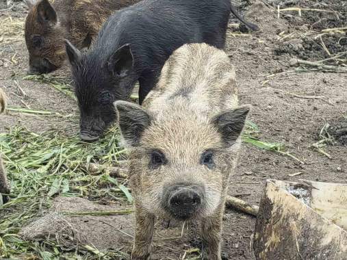 Продам, поросята вакцинированные 3