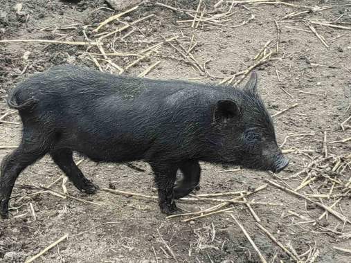 Продам, поросята вакцинированные 4