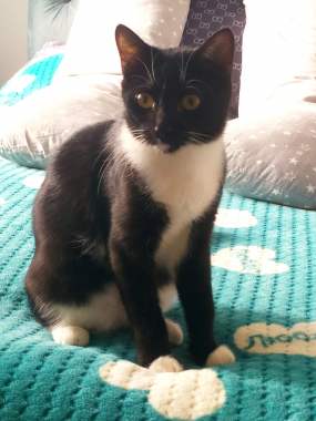 Котенок Бантик даром 0