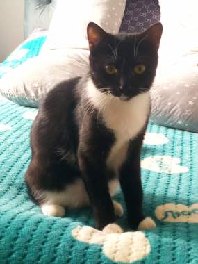 Котенок Бантик даром 1