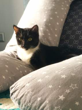 Котенок Бантик даром 2