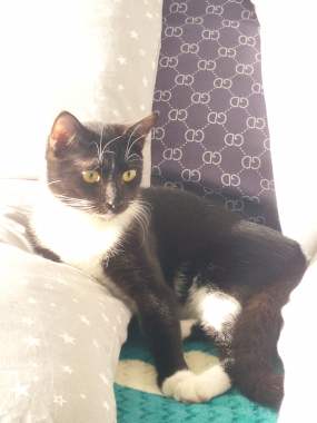 Котенок Бантик даром 3