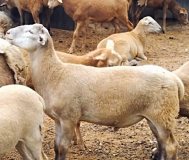 Продажа катумских баранчиков