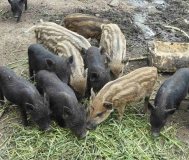 Продам, поросята вакцинированные