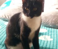 Котенок Бантик даром