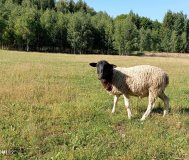 Продам барана Дорпер, возрост 1 год. Есть ярки 50%