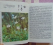 Русское разнотравье. Справочник, 1995 год, 576. . .