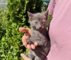 Котята ищут добрые руки