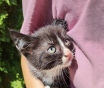 Котята ищут добрые руки
