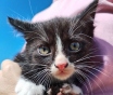 Котята ищут добрые руки