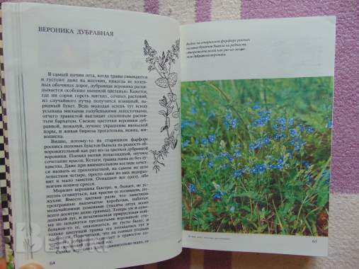 Русское разнотравье. Справочник, 1995 год, 576. . . 5