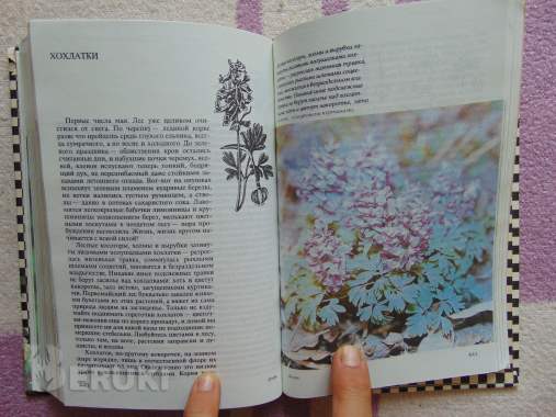 Русское разнотравье. Справочник, 1995 год, 576. . . 7